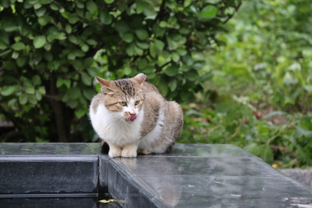 喝水舔鼻子的猫&呲毛狗