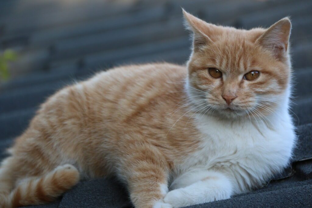 抱犊寨的猫和狗